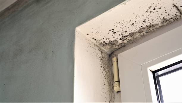 Environmental Consulting for Mold Prevention in Gardner, MA